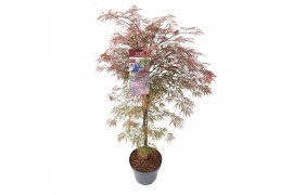 Acer palmatum garnet