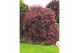 Acer palmatum garnet 