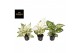 Aglaonema white mix 