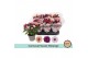Chrysanthemum ind. mix carnaval mount aubisque 