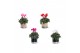Cyclamen pers. midi super serie allure Collectie "Bubbles & wine" Cycl 