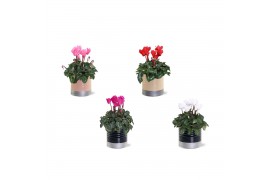 Cyclamen pers. midi super serie allure Collectie "Bubbles & wine" Cycl