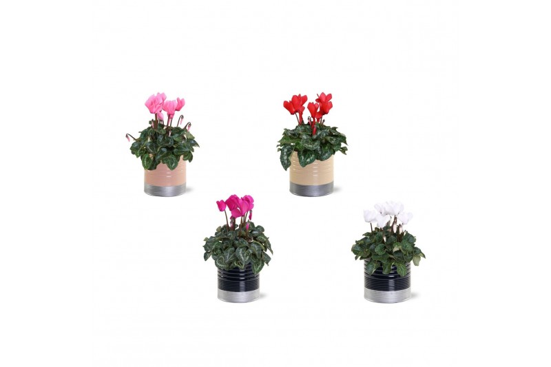 Cyclamen pers. midi super serie allure Collectie "Bubbles & wine" Cycl 