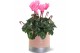 Cyclamen pers. midi super serie allure Collectie "Bubbles & wine" Cycl 