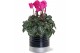 Cyclamen pers. midi super serie allure Collectie "Bubbles & wine" Cycl 