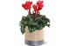 Cyclamen pers. midi super serie allure Collectie "Bubbles & wine" Cycl 