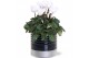Cyclamen pers. midi super serie allure Collectie "Bubbles & wine" Cycl 