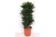 Dracaena fragr. compacta vertakt 