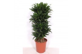 Dracaena fragr. compacta vertakt