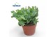 Crassula arborescens undilatifolia Crassula Undilatifolia 