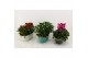 Arrangementen tuinplanten Bloeimix in rechthoekige zinkepot Steve 4 pp 