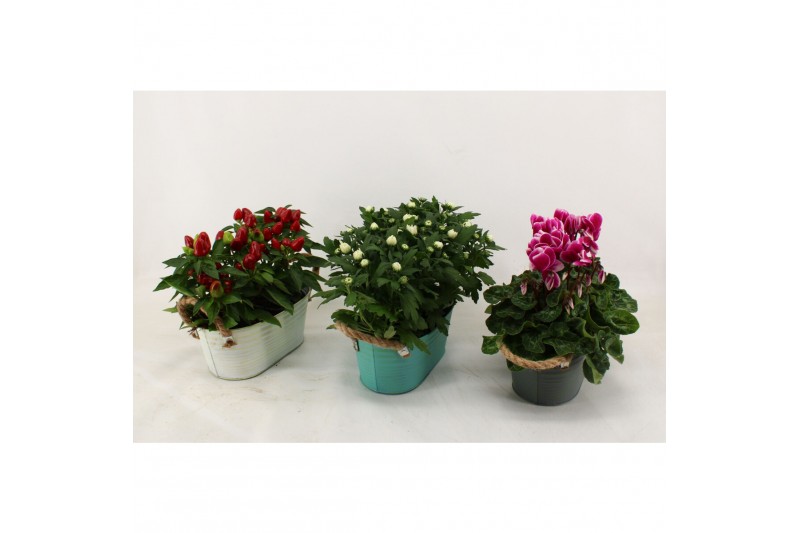 Arrangementen tuinplanten Bloeimix in rechthoekige zinkepot Steve 4 pp 