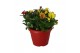 Chrysanthemum Chrysanthemum in Patiopot Carnaval 3 pp 25 cm diameter 