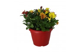 Chrysanthemum Chrysanthemum in Patiopot Carnaval 3 pp 25 cm diameter