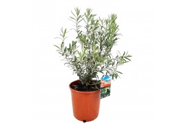 Olea europaea