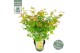 Acer palmatum little princess 