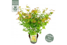 Acer palmatum little princess