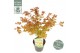Acer palmatum little princess 