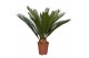 Cycas revoluta 9+ 