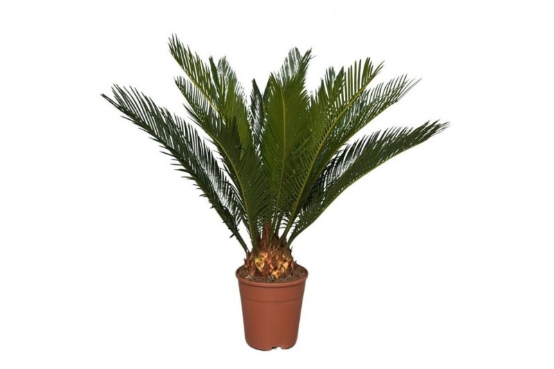 Cycas revoluta 9+ 