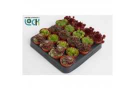 Sempervivum mix
