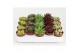 Sempervivum mix 
