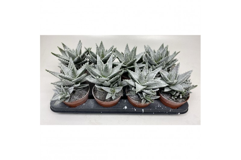 Aloe Aloë Frosty 