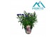 Aster novi-belgii grp showmakers mix trio 