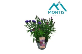 Aster novi-belgii grp showmakers mix trio