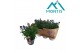 Aster novi-belgii grp showmakers mix trio 