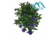 Aster novi-belgii grp showmakers mix trio 