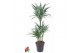 Dracaena fragr. der. warneckei 60-30-15 