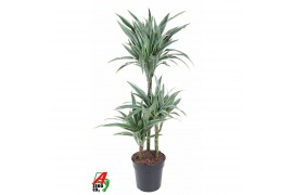 Dracaena fragr. der. warneckei 60-30-15