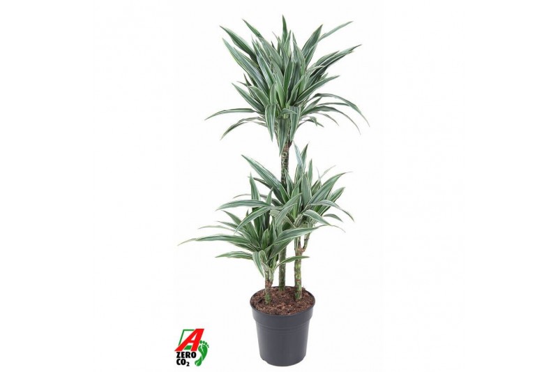 Dracaena fragr. der. warneckei 60-30-15 