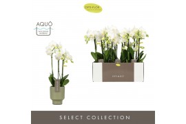 Phalaenopsis multiflora starrion Optimost - Amabilis Starrion - 3 tak 