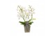 Phalaenopsis multiflora wit Willd 4+ spike 