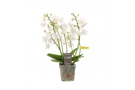 Phalaenopsis multiflora wit Willd 4+ spike