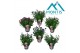 Aster novi-belgii grp showmakers mix 3-5 Kleuren Mixtray 