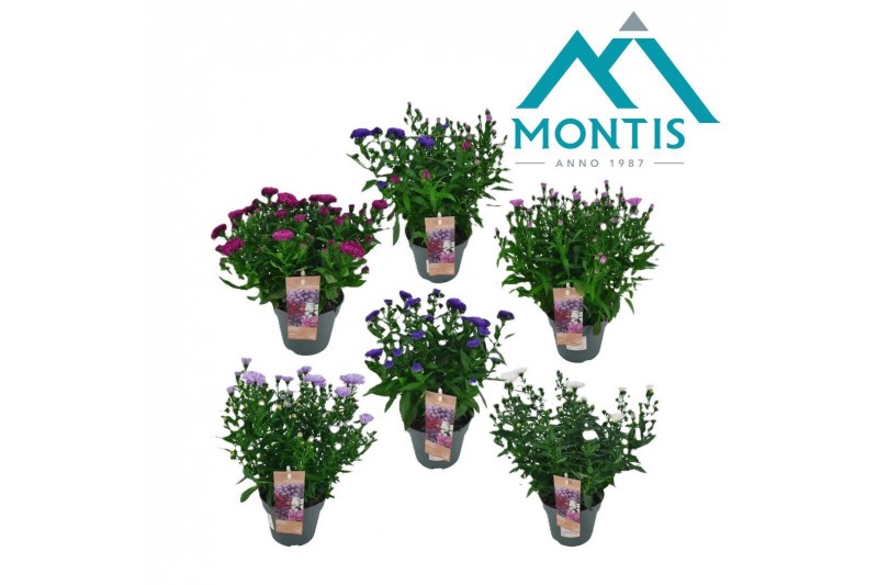 Aster novi-belgii grp showmakers mix 3-5 Kleuren Mixtray Aster novi-belgii grp showmakers mix 3-5 Kleuren Mixtray