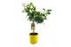 Citrus lemon op stam 