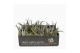 Tillandsia harissi 101591 x10 