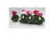 Cyclamen pers. midi super serie macro pastel mix 6-gaats 