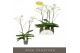 Phalaenopsis wit Theatro Classico - 2 tak, 14+ bloem 