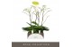 Phalaenopsis wit Theatro Classico - 2 tak, 14+ bloem 