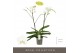 Phalaenopsis wit Theatro Classico - 2 tak, 14+ bloem 
