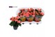 Begonia elatior du. borias Begonia borias rose gevlamd 