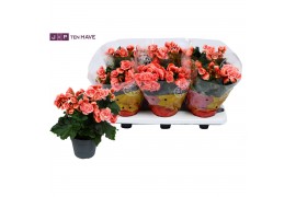 Begonia elatior du. borias Begonia borias rose gevlamd