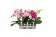 Phalaenopsis mix Shorty P12 A2 Mix 9 bl. 1 tak/plnt 