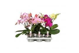 Phalaenopsis mix Shorty P12 A2 Mix 9 bl. 1 tak/plnt