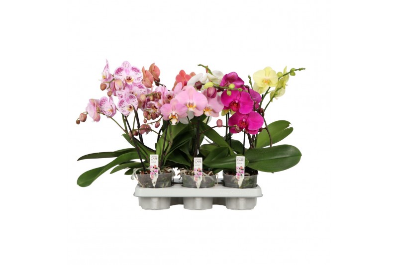 Phalaenopsis mix Shorty P12 A2 Mix 9 bl. 1 tak/plnt Phalaenopsis mix Shorty P12 A2 Mix 9 bl. 1 tak/plnt